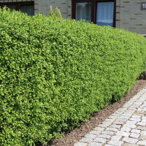 Vtáčí zob obyčajný (Ligustrum Vulgare) výška: 40-80 cm, kont. C3L